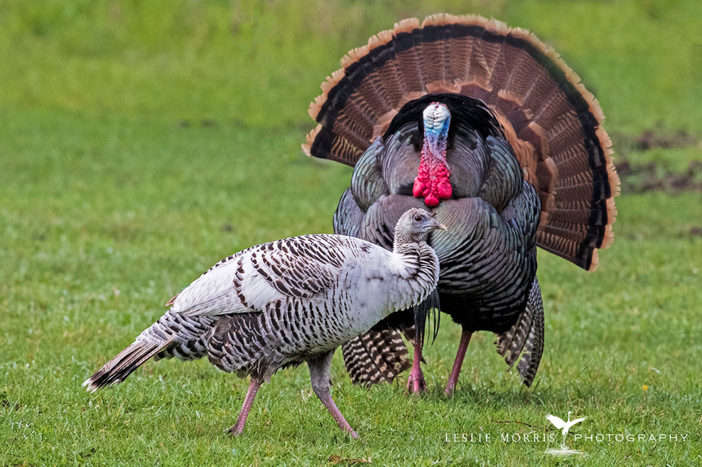Wild Turkey - ID: 16023746 © Leslie J. Morris