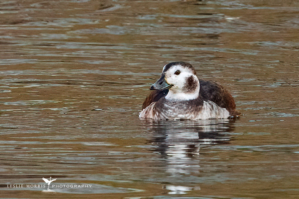 Long-tailed Duck - ID: 16023751 © Leslie J. Morris