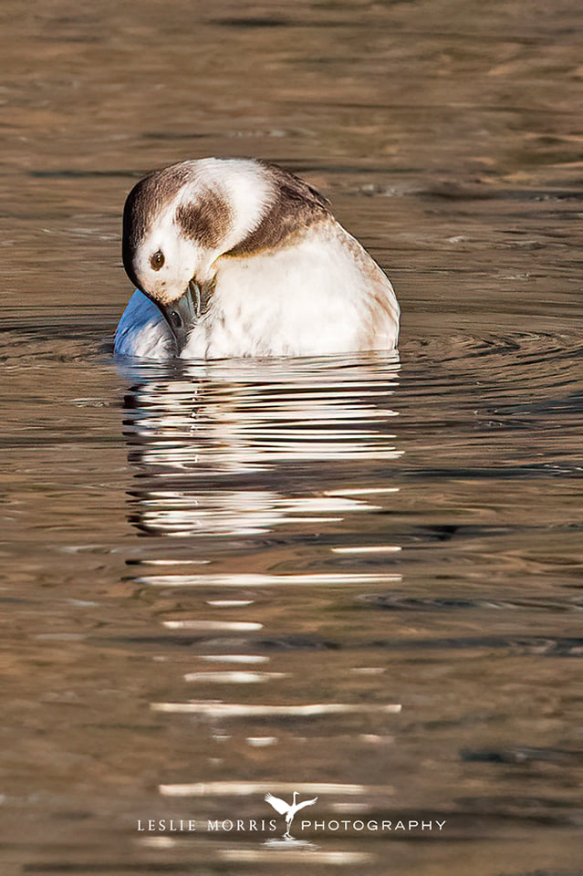 Long-tailed Duck - ID: 16023749 © Leslie J. Morris