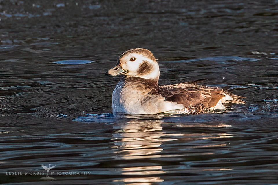 Long-tailed Duck - ID: 16023750 © Leslie J. Morris