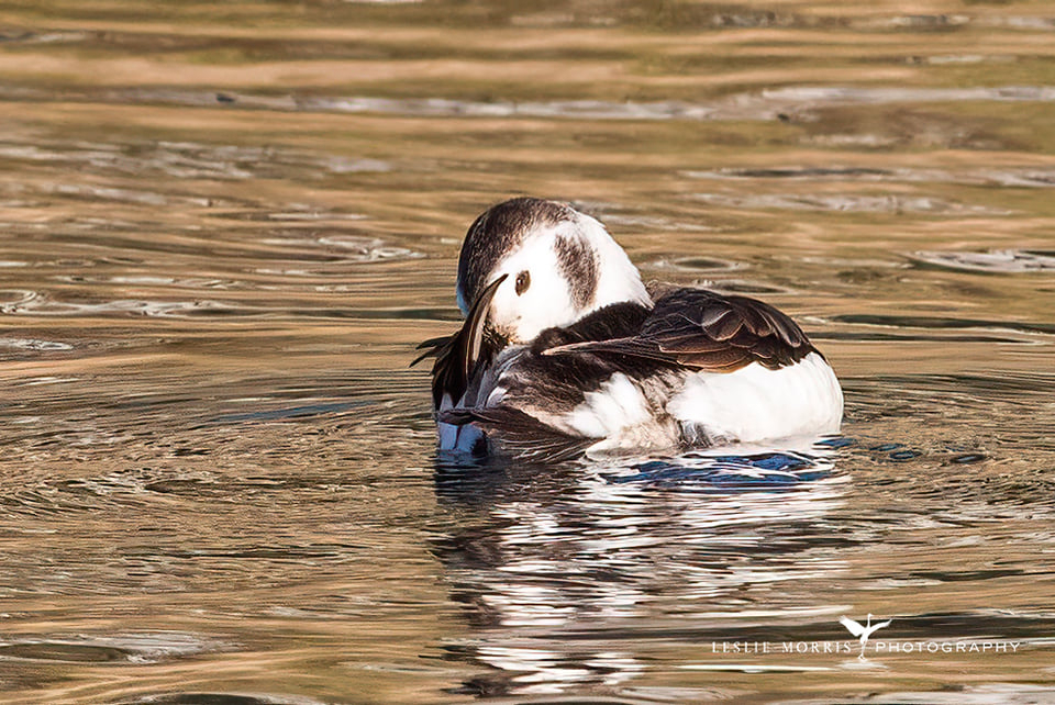 Long-tailed Duck - ID: 16023752 © Leslie J. Morris
