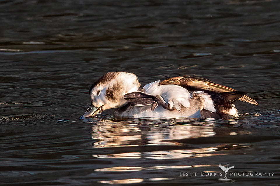 Long-tailed Duck - ID: 16023753 © Leslie J. Morris