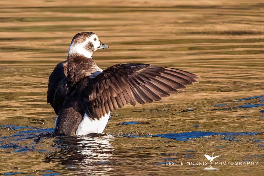 Long-tailed Duck - ID: 16023755 © Leslie J. Morris