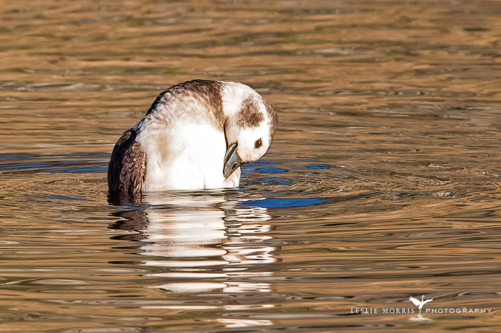Long-tailed Duck - ID: 16023754 © Leslie J. Morris