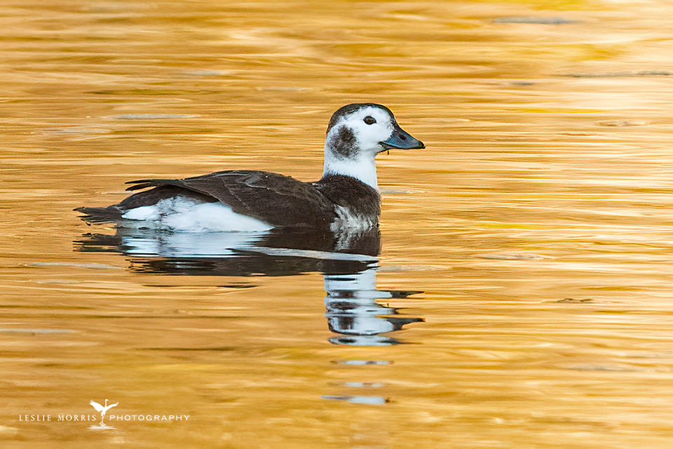 Long-tailed Duck - ID: 16023758 © Leslie J. Morris