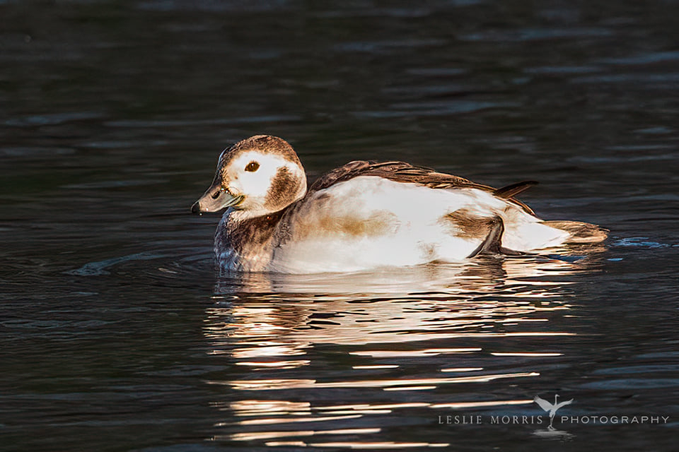 Long-tailed Duck - ID: 16023756 © Leslie J. Morris
