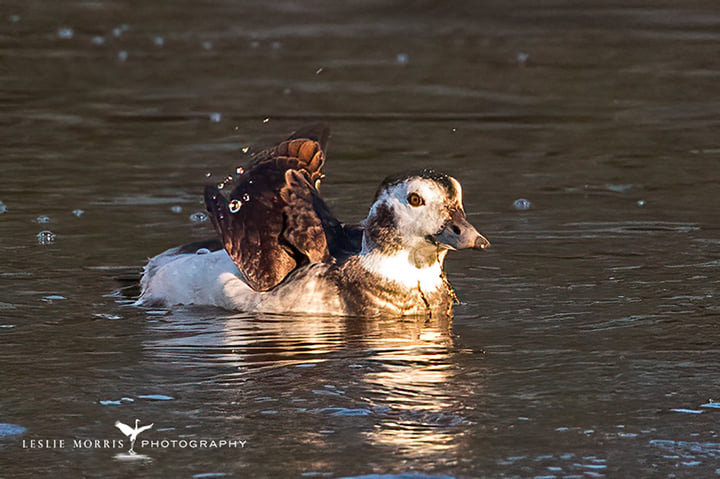Long-tailed Duck - ID: 16023757 © Leslie J. Morris