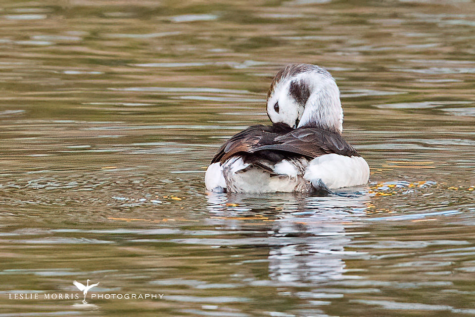 Long-tailed Duck - ID: 16023759 © Leslie J. Morris