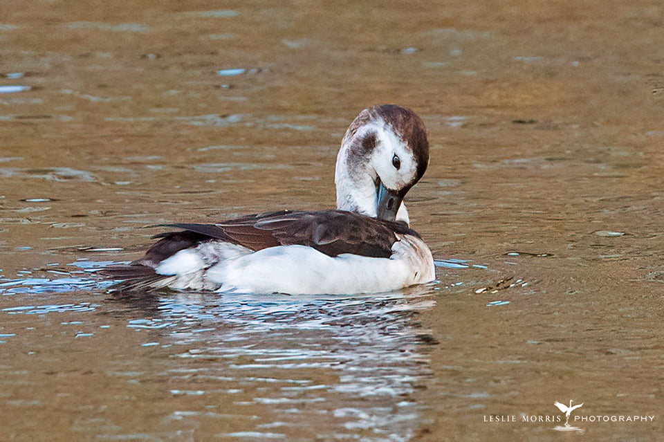 Long-tailed Duck - ID: 16023760 © Leslie J. Morris