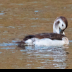 © Leslie J. Morris PhotoID # 16023760: Long-tailed Duck