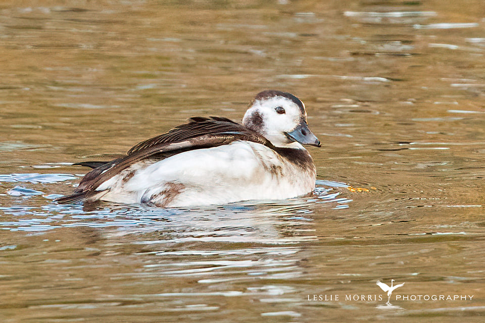 Long-tailed Duck - ID: 16023761 © Leslie J. Morris