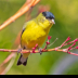 © Leslie J. Morris PhotoID # 16023765: Lesser Goldfinch