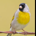 © Leslie J. Morris PhotoID # 16023771: Lawrence's Goldfinch