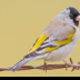 © Leslie J. Morris PhotoID # 16023770: Lawrence's Goldfinch