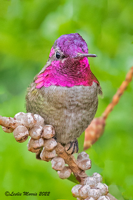 Anna's Hummingbird - ID: 16023772 © Leslie J. Morris