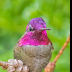 © Leslie J. Morris PhotoID # 16023772: Anna's Hummingbird