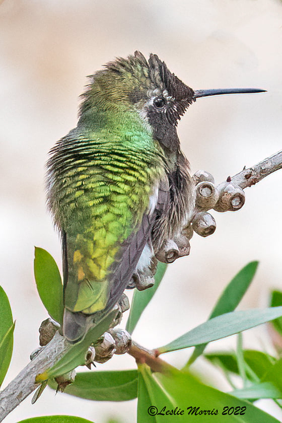 Black-chinned Hummingbird - ID: 16023773 © Leslie J. Morris