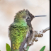 © Leslie J. Morris PhotoID # 16023773: Black-chinned Hummingbird