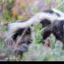 © Leslie J. Morris PhotoID # 16023774: Spotted Skunk