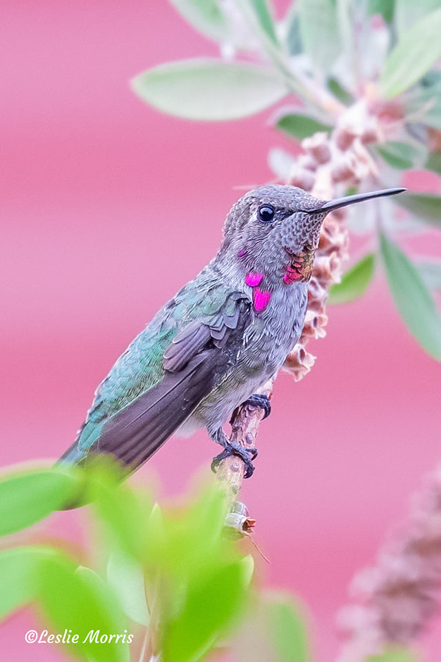 Anna's Hummingbird - ID: 16023781 © Leslie J. Morris