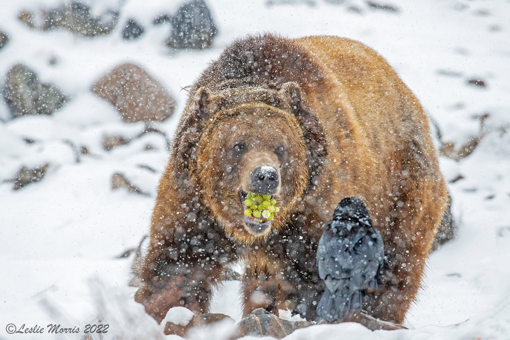 Grizzly Bear - Captive - ID: 16023784 © Leslie J. Morris