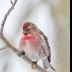 © Leslie J. Morris PhotoID # 16023790: Common Redpoll