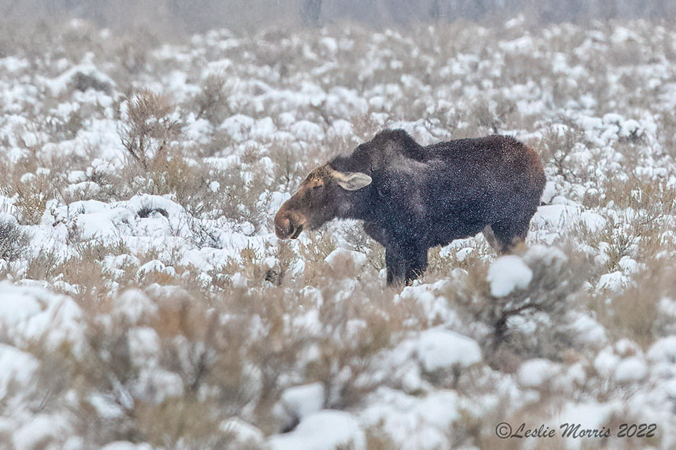 Moose - ID: 16023791 © Leslie J. Morris