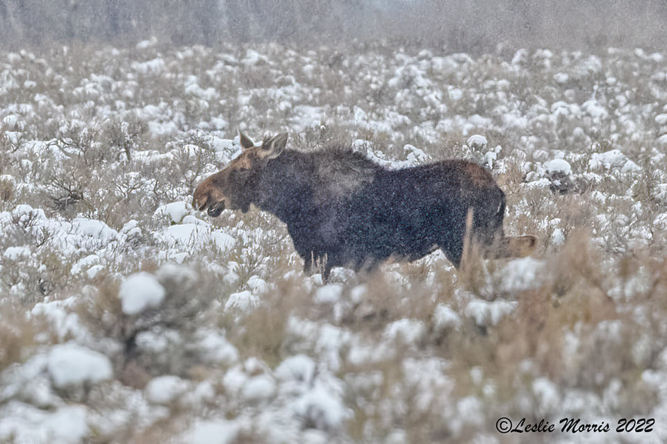Moose - ID: 16023793 © Leslie J. Morris