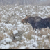 © Leslie J. Morris PhotoID # 16023793: Moose