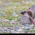 © Leslie J. Morris PhotoID # 16023795: Black Rosy-Finch