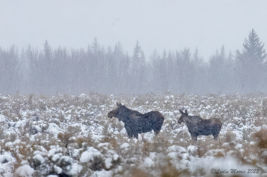 Moose - ID: 16023794 © Leslie J. Morris