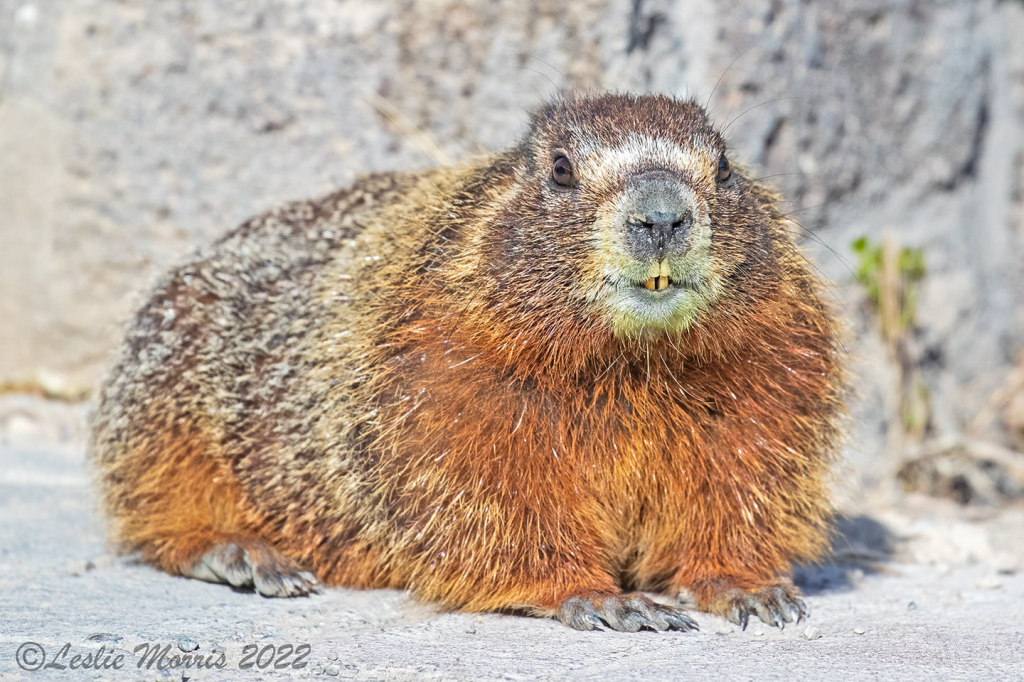 Yellow-bellied Marmot - ID: 16023796 © Leslie J. Morris