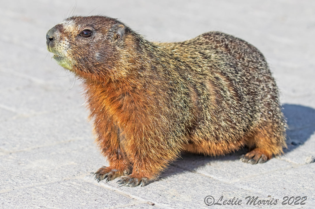 Yellow-bellied Marmot - ID: 16023798 © Leslie J. Morris