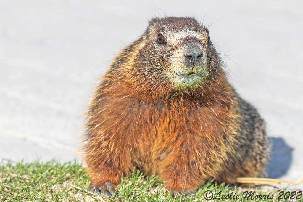 Yellow-bellied Marmot - ID: 16023799 © Leslie J. Morris