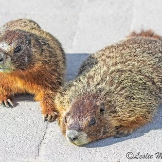 Yellow-bellied Marmot - ID: 16023801 © Leslie J. Morris