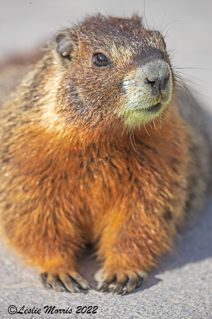 Yellow-bellied Marmot - ID: 16023800 © Leslie J. Morris