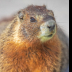 © Leslie J. Morris PhotoID # 16023800: Yellow-bellied Marmot