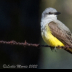 © Leslie J. Morris PhotoID # 16023802: Western Kingbird