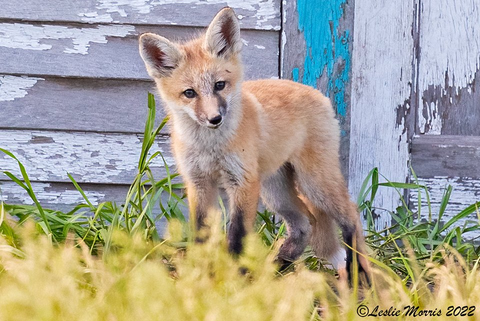 Red Fox - ID: 16023803 © Leslie J. Morris