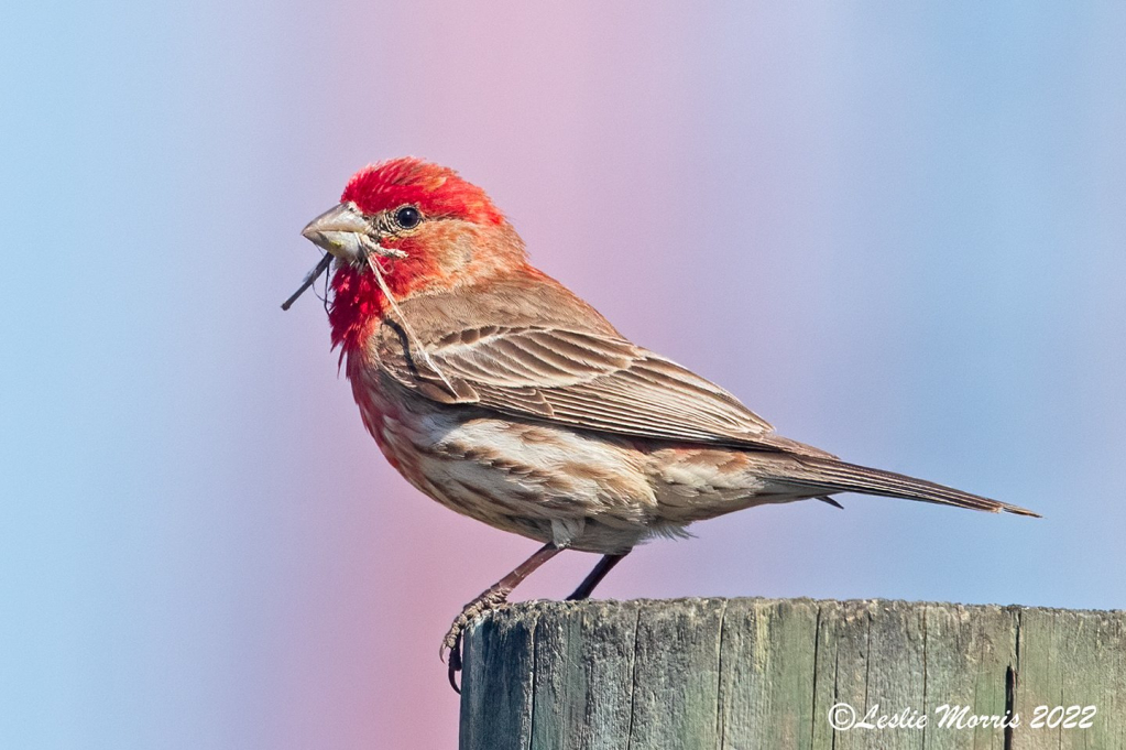 House Sparrow - ID: 16023804 © Leslie J. Morris