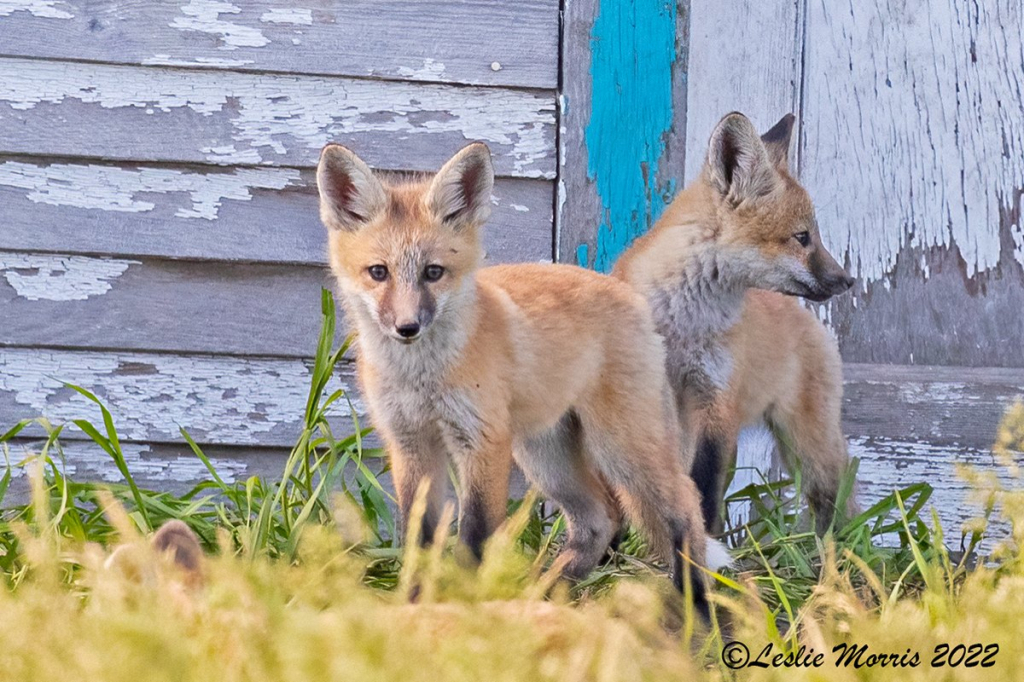 Red Fox - ID: 16023805 © Leslie J. Morris