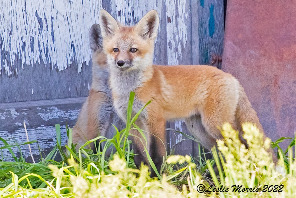 Red Fox - ID: 16023807 © Leslie J. Morris
