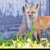 © Leslie J. Morris PhotoID # 16023807: Red Fox