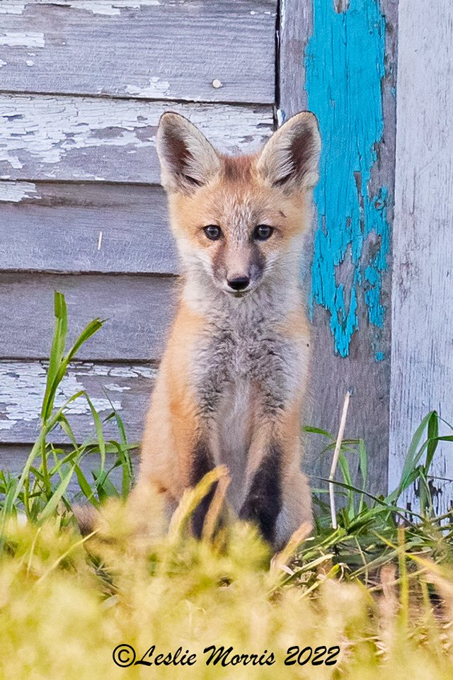 Red Fox - ID: 16023806 © Leslie J. Morris