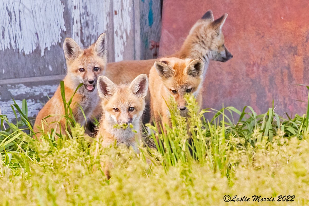 Red Fox - ID: 16023808 © Leslie J. Morris