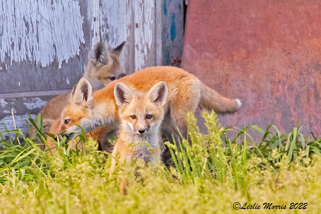 Red Fox - ID: 16023809 © Leslie J. Morris