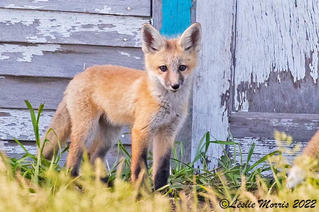 Red Fox - ID: 16023810 © Leslie J. Morris