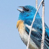 © Leslie J. Morris PhotoID # 16023811: Lazuli Bunting