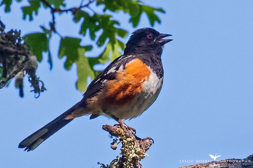 Spotted Towhee - ID: 16023820 © Leslie J. Morris