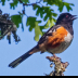 © Leslie J. Morris PhotoID # 16023820: Spotted Towhee